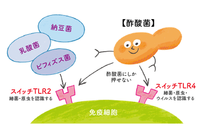 免疫スイッチを2つ押せる酢酸菌