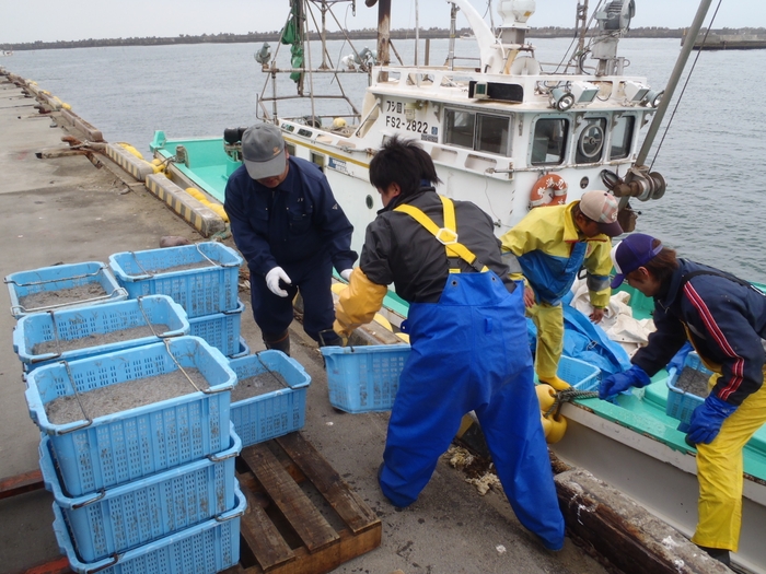 コウナゴ水揚げ