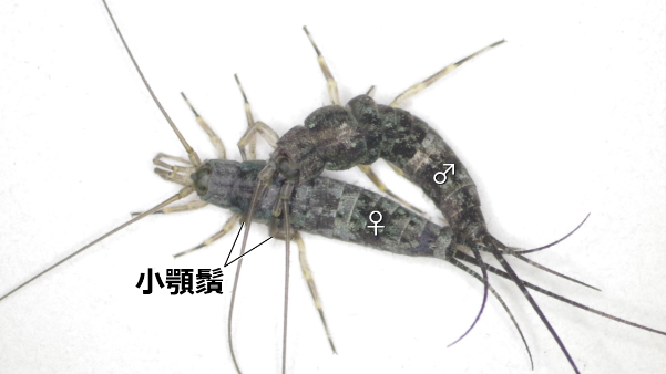 図3 コジマイシノミの配偶行動(背面)。 オスは小顎鬚や前肢を用いてメス胸部を把握した後、腹端をメスの腹端に密着させる。