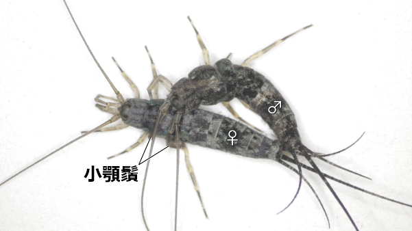 図3 コジマイシノミの配偶行動(背面)。 オスは小顎鬚や前肢を用いてメス胸部を把握した後、腹端をメスの腹端に密着させる。