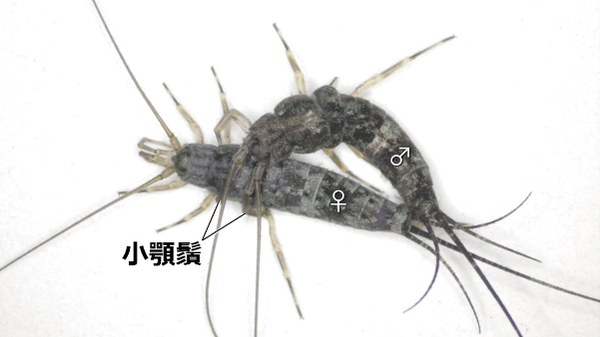 図3 コジマイシノミの配偶行動(背面)。 オスは小顎鬚や前肢を用いてメス胸部を把握した後、腹端をメスの腹端に密着させる。