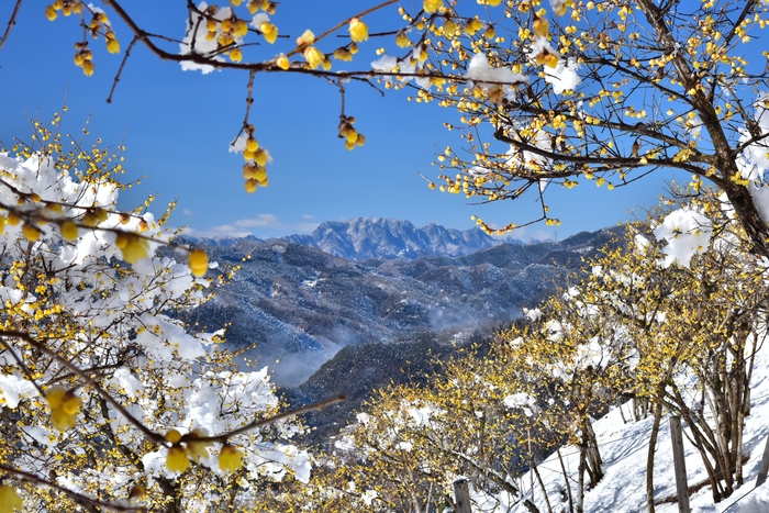 長瀞宝登山臘梅園からの眺望2