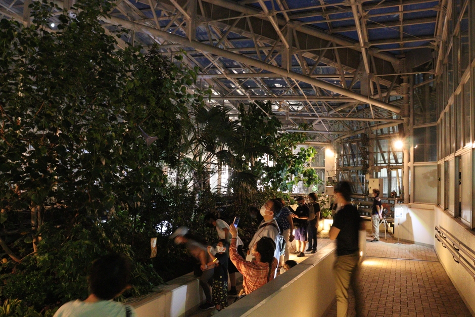 大温室 小笠原植物室(令和4年撮影)