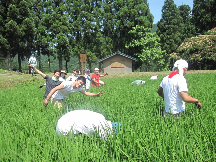 草取りの様子