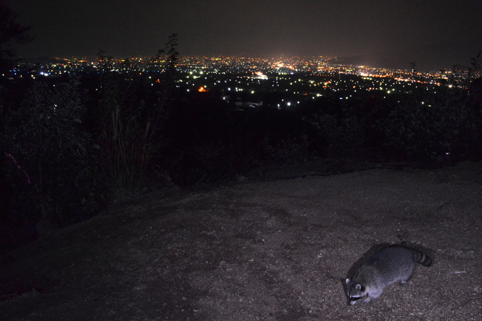 「都市夜景脇で隠密行動中のアライグマ」 2013