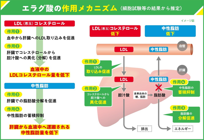 エラグ酸 作用メカニズム