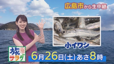 6/26（土）【朝だ！生です 旅サラダ】今が旬の小イワシを広島市から生中継！