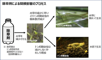 除草剤がイトトンボ幼虫の個体数を減少させることを実証　農薬リスクを高精度に予測し、より良い使用法が選択可能に