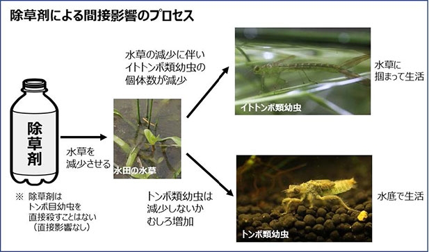 除草剤による間接影響のプロセス