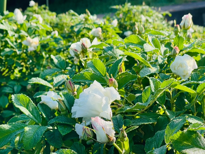 「唐華（とうか）」