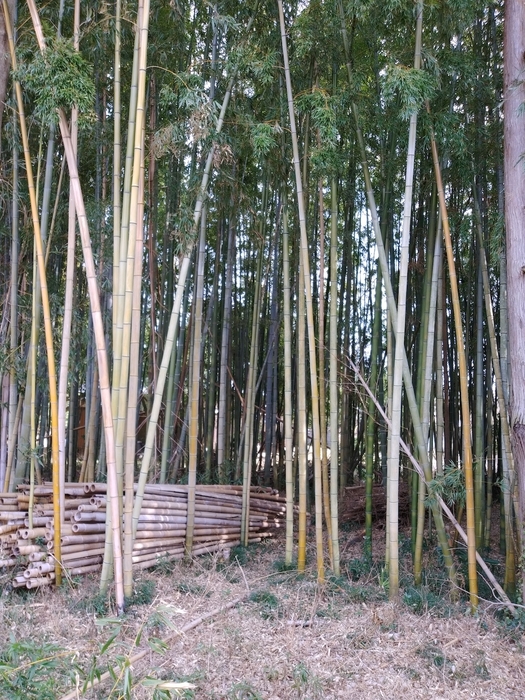 管理された竹林