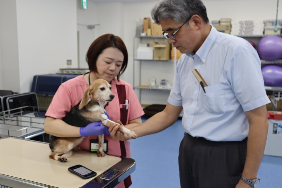実習犬で巻圧を計測する佐伯准教授(左)と赤木教授(右)