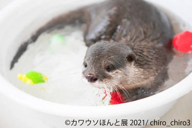 3年ぶり東京開催！キュート＆ワイルド“カワウソ”作品大集合　 「カワウソほんと展 2021」5/28～6/20開催！限定グッズも充実