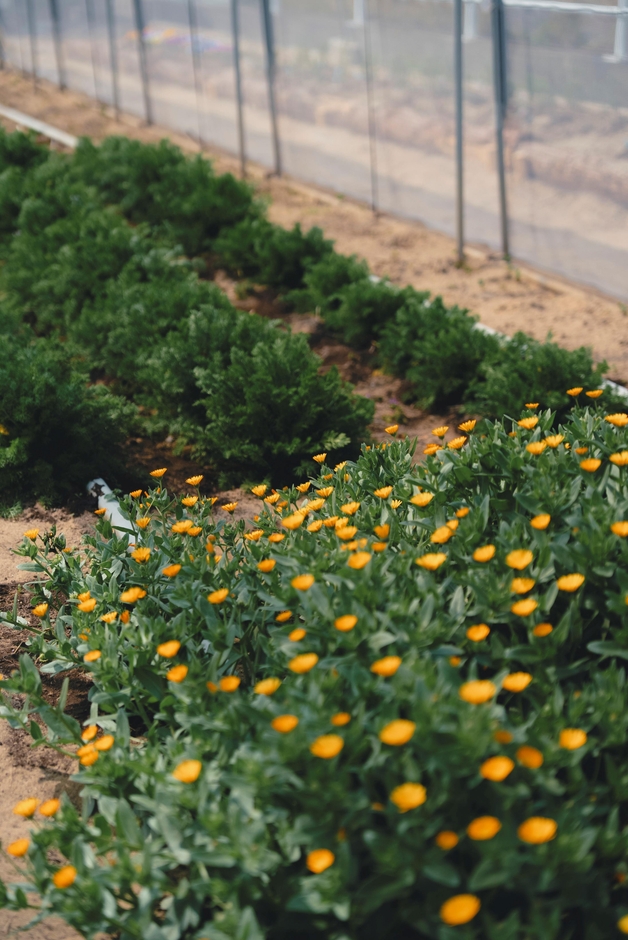 30種類のハーブ