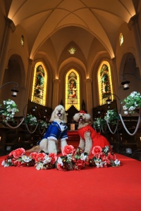 湘南鎌倉クリスタルホテル、5月～6月にワンワンイベントを開催 　大切な愛犬との思い出作りができるイベント3種を実施