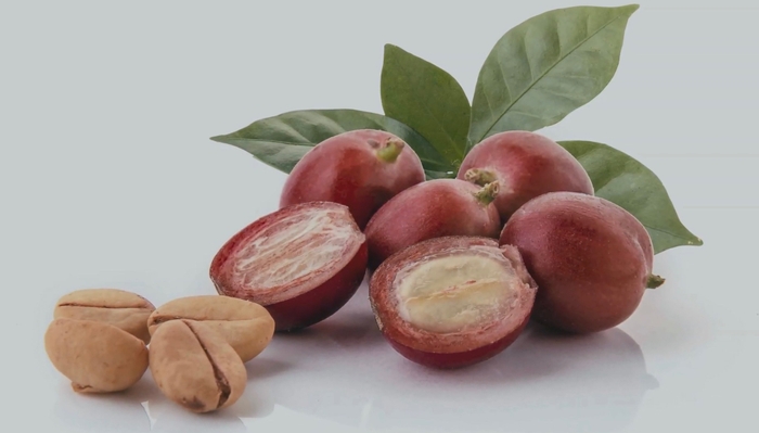 コーヒー果実カット