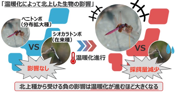 温暖化による生物の分布拡大が在来種に及ぼす影響を評価　トンボをモデルに温度上昇で在来種の採餌量が減少することを解明